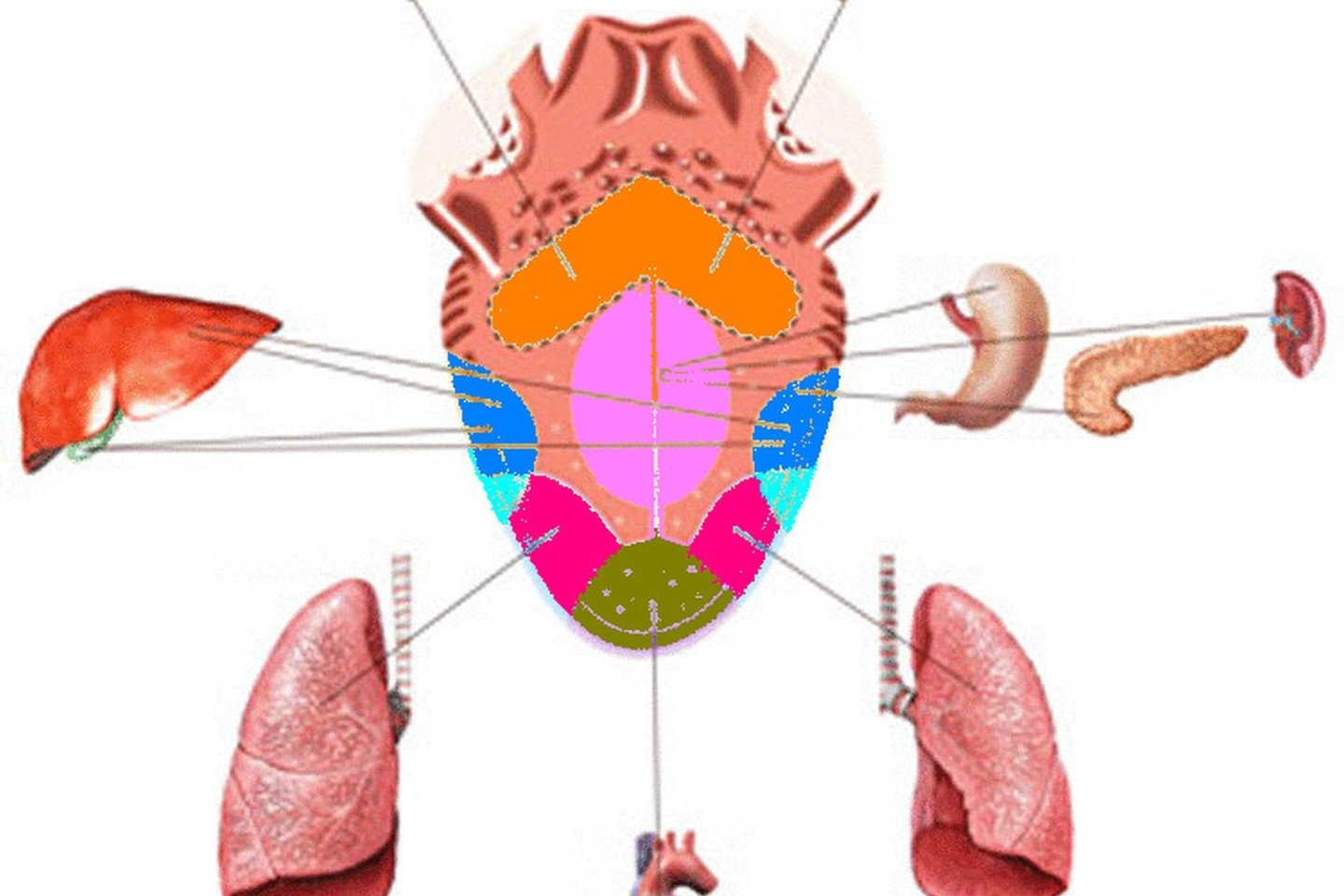 Remiantis Arjuveda, kiekvienas liežuvio plotas atspindi tam tikrų organų ar jų sistemų veiklą.<br>Wikipedia.org nuotr.
