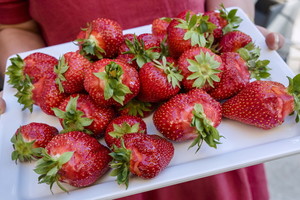 Ką reikia žinoti renkantis braškes? Ūkininkės patarimai