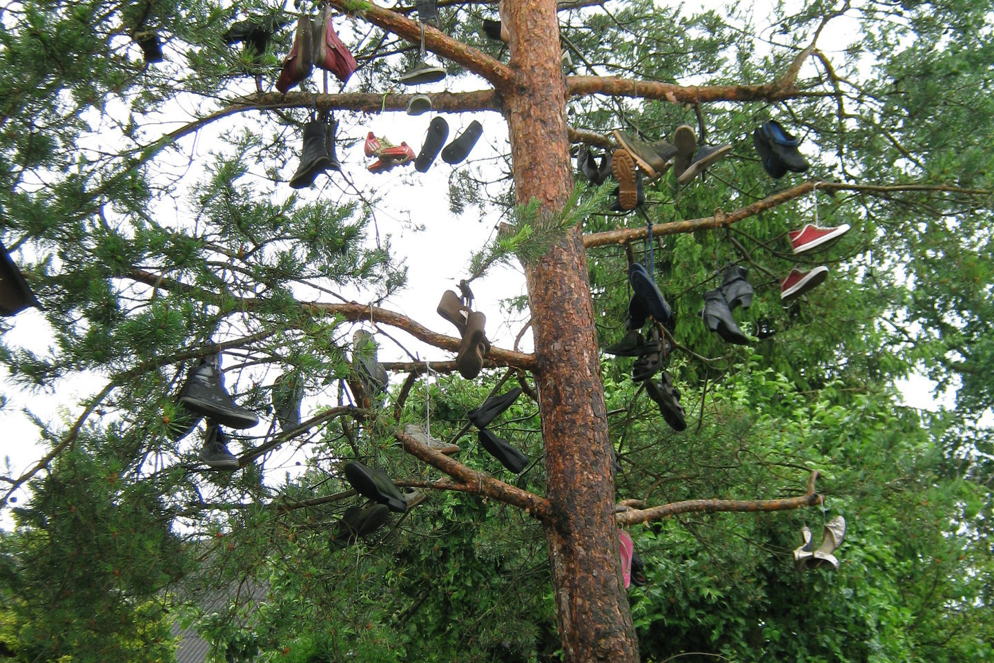 Batais apkarstytas medis tapo valiūkiška instaliacija.<br>L.Juodzevičienės nuotr.