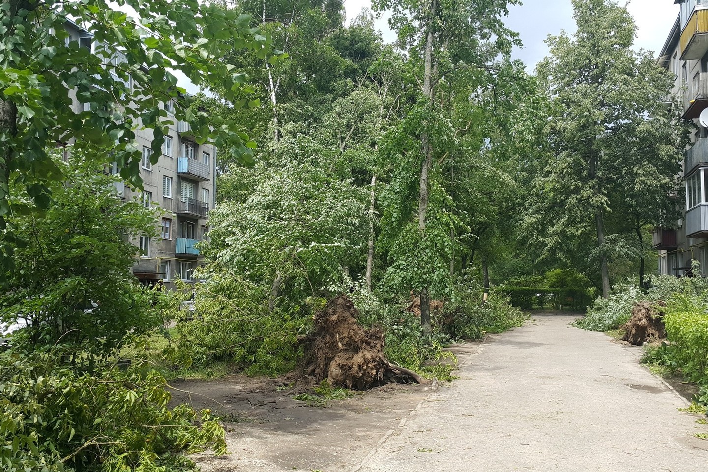 Neries krantinėje Kaune medžiai įsirėmė į daugiabutį.<br>R.Mikėno nuotr.