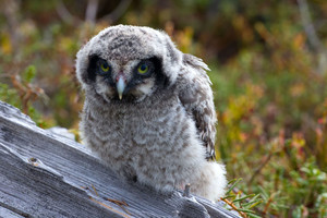 Specialistai pataria: kaip elgtis radus paukščio jauniklį?
