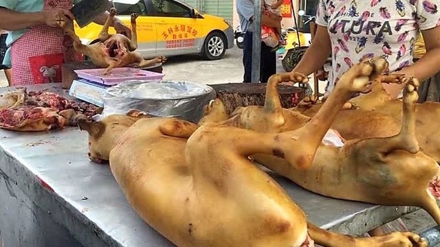 Kinijoje ruošiamasi žiauriausiam festivaliui – šunų skerdynėms