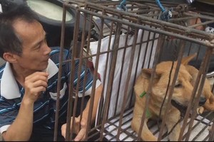 Pasaulis pakraupęs: Kinijoje prasideda šunų valgymo festivalis