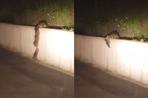 Meškėnai rado išmintingą būdą, kaip padėti šeimos nariui
