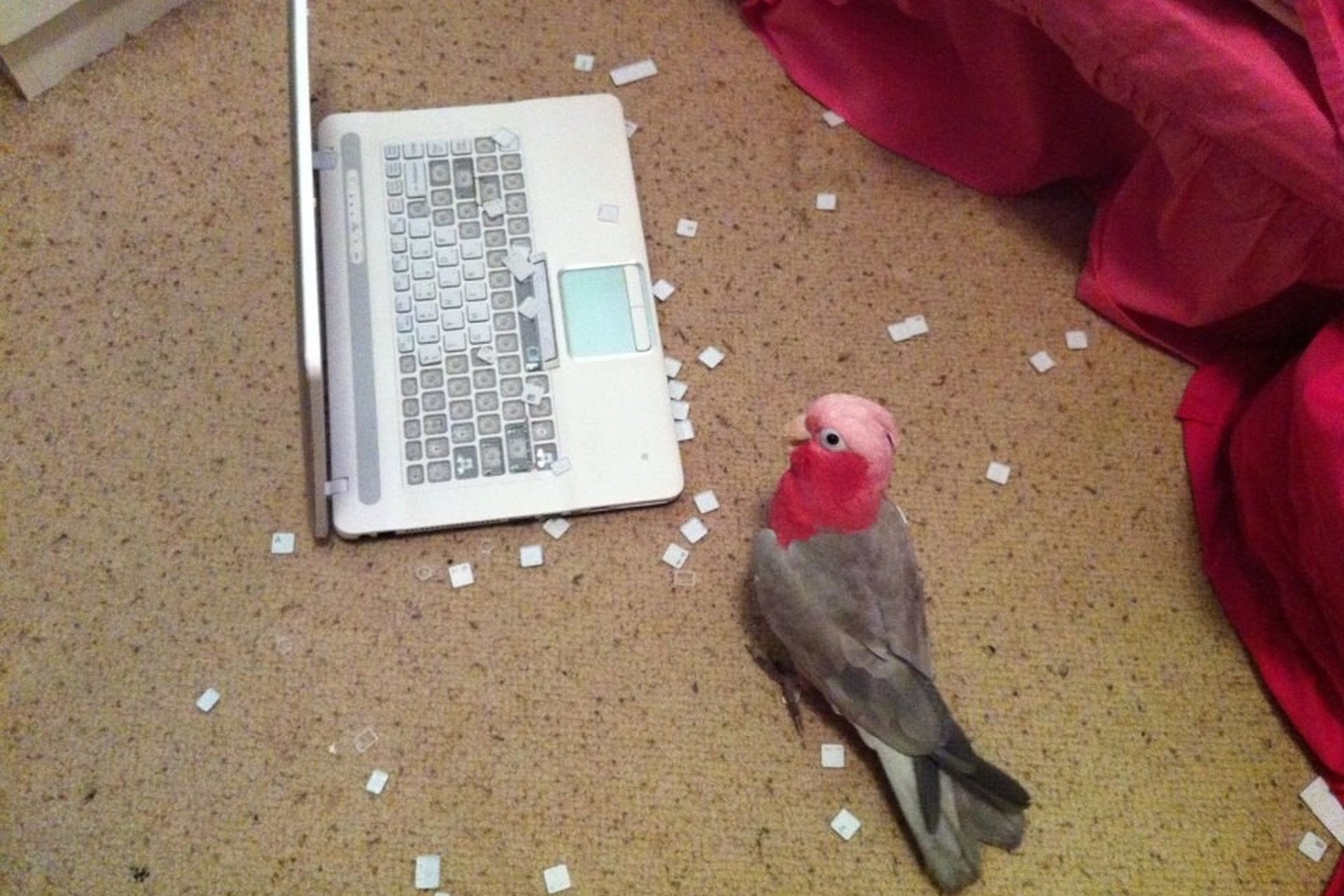 Štai kuo baigėsi paukščiuko akistata su kompiuteriu.<br>Imgur.com nuotr.