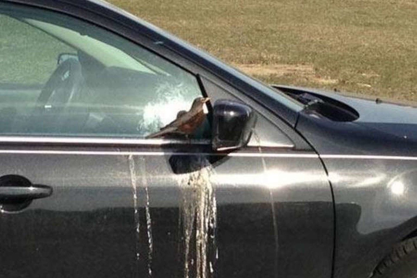 Ir kodėl paukščiai taip elgiasi vos jūs nusiplaunate automobilį?<br>pleated-jeans.com nuotr.