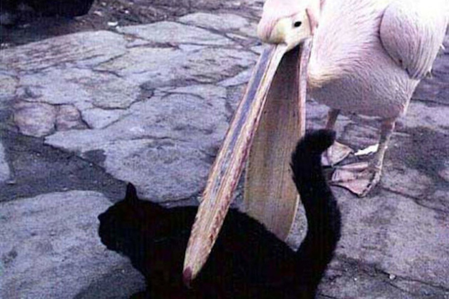 Įžūlus pelikanas gali pavogti netgi jūsų katę!<br>cleanmemes.tumblr.com nuotr.