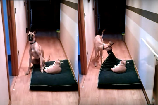 Guolį užgrobęs katinas išprovokavo šunį. Tuomet prasidėjo tai