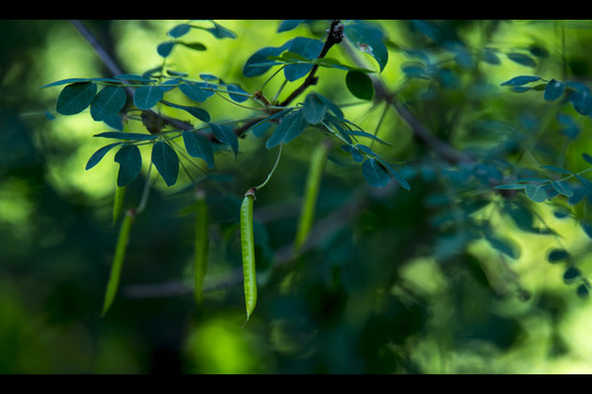 Vasara Verkių parke parodė visas savo grožybes<br>V. Ščiavinsko nuotr.