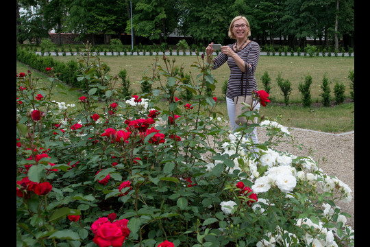 Rožių žydėjimo metas Jurbarko parke<br>V.Ščiavinsko nuotr.
