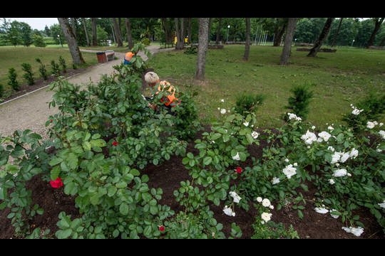 Rožių žydėjimo metas Jurbarko parke<br>V.Ščiavinsko nuotr.