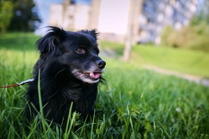 Pro langą išmestas šuo meilę rado šiltose merginos rankose