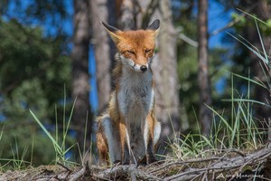 Poilsiautojus pajūryje linksmino gražuolis lapinas