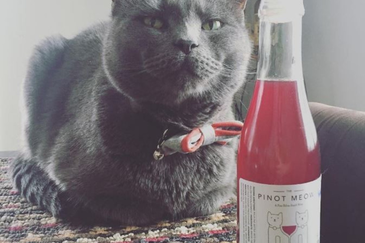 Panašu, kad katėms patinka joms skirtas vynas.<br>instagram.com/apollopeak