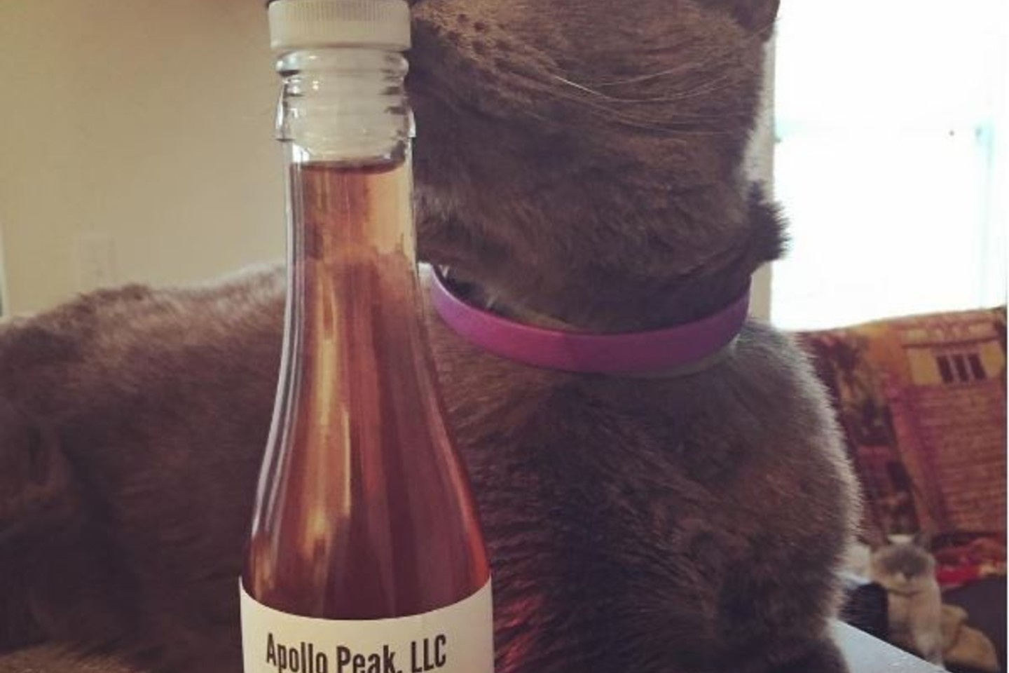 Panašu, kad katėms patinka joms skirtas vynas.<br>instagram.com/apollopeak