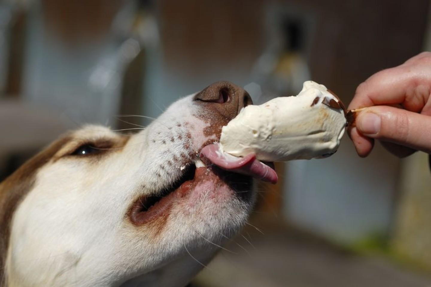 Ledų šuniui galima duoti tik įsitikinus, kad jis toleruoja laktozę.<br>123rf.com nuotr. 