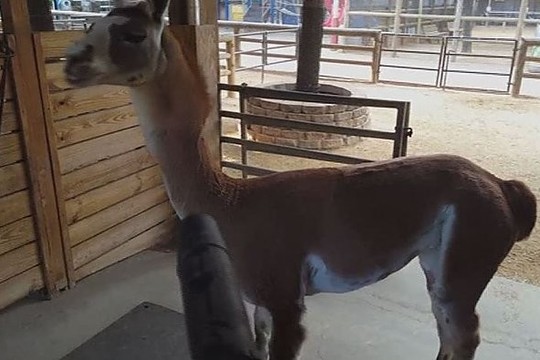 Tokio juokingo būdo atsivėsinti nematėte – lamai labai pasisekė