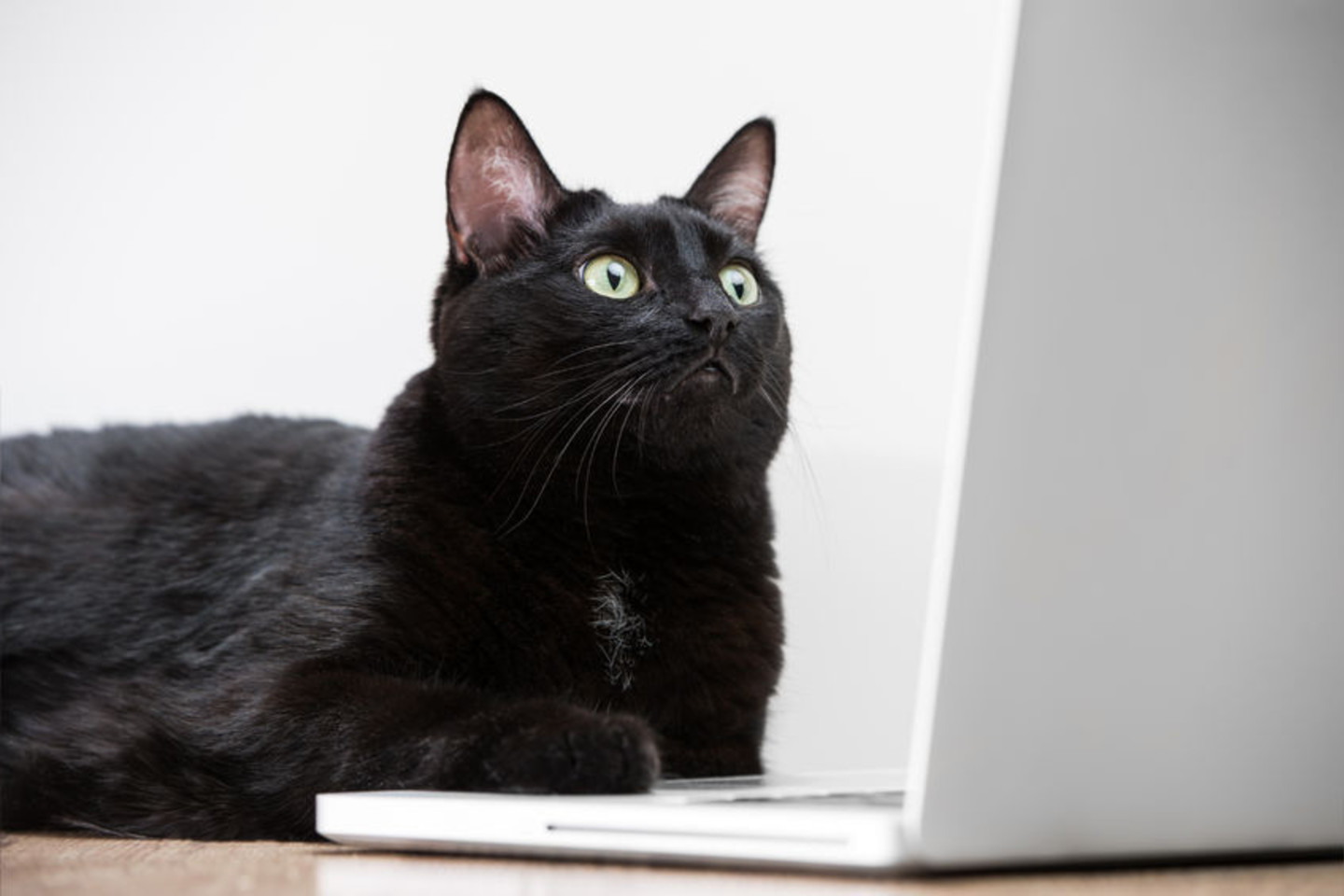 Kol jūsų nebūna namie, katės pasinaudoja ir jūsų kompiuteriu, keldamos į „YouTube“ vaizdo mokymus kitoms katėms.<br>123rf nuotr.