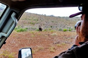 Afrikoje raganosį fotografavę vyrai tokio jo poelgio nesitikėjo