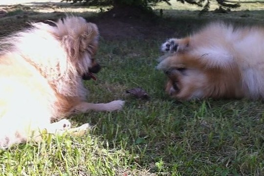 Su grobiu žaidęs šunelis neįtarė, kas jo laukia užsižiopsojus