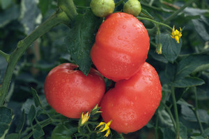 Norite pašėlusio pomidorų derliaus? Svarbiausia – trys dalykai