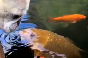 Žuvį vandenyje pamatęs buldogas tokios jos reakcijos nesitikėjo