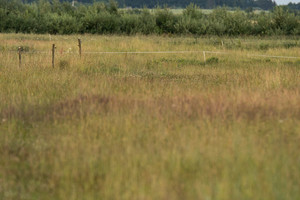 Testas akims: ar sugebėsite šioje nuotraukoje rasti lapę?