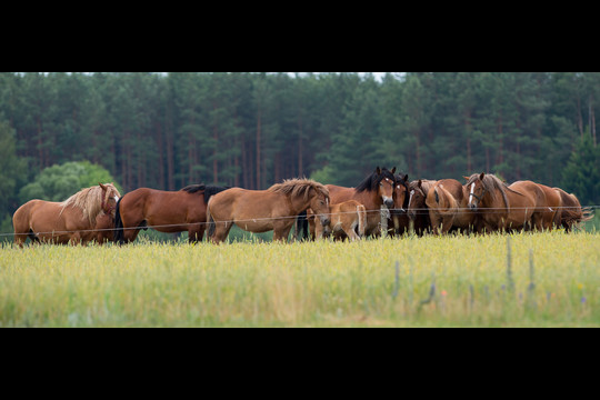 Arklių paieška Lietuvos pievose.<br>V.Ščiavinsko nuotr.