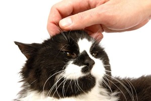 Kleptomanė katė stebina šeimininkę savo dovanomis