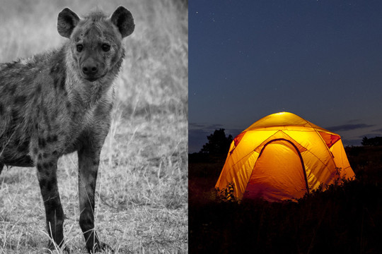 Palapinėje miegojęs jaunuolis kraupų košmarą patyrė vos prabudęs