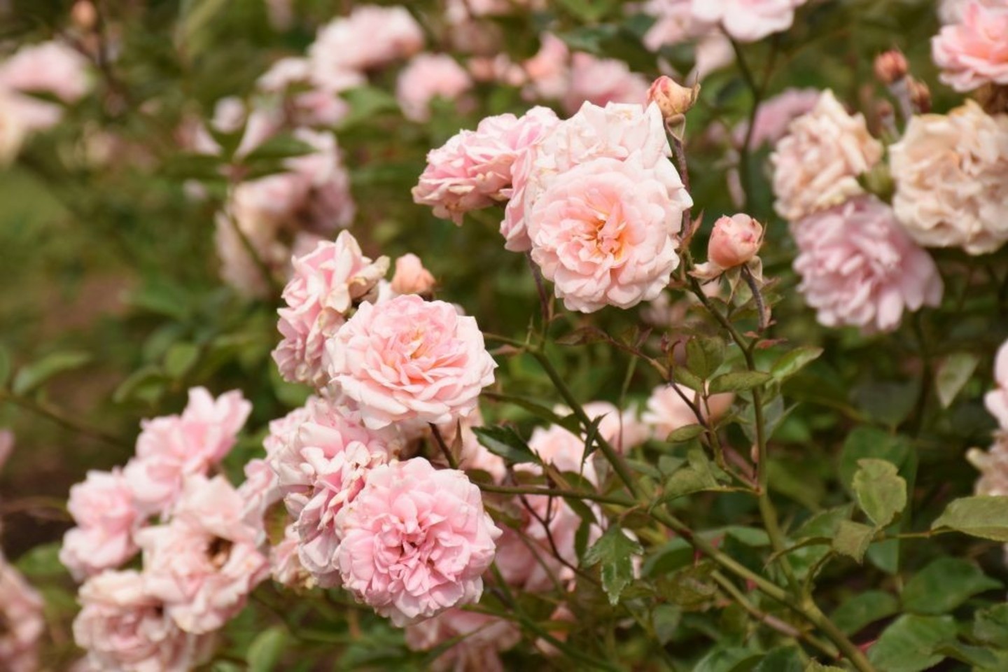 Kauno botanikos sode auga kvapą gniaužiantys rožynai.<br>Ž.Bilotaitės-Jokubauskienės nuotr.