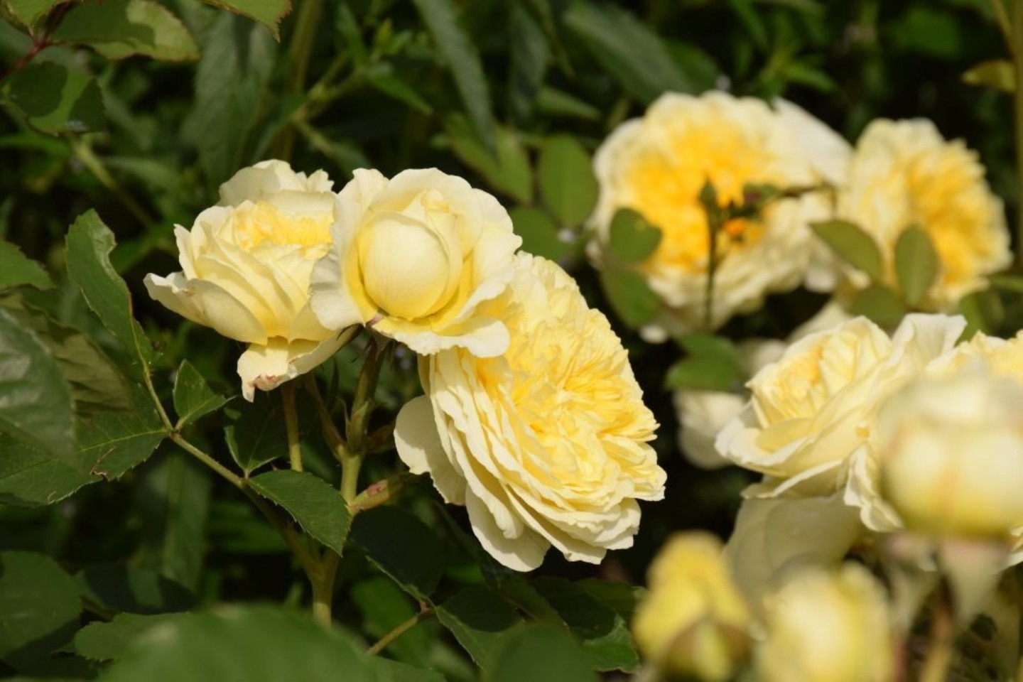Kauno botanikos sode auga kvapą gniaužiantys rožynai.<br>Ž.Bilotaitės-Jokubauskienės nuotr.