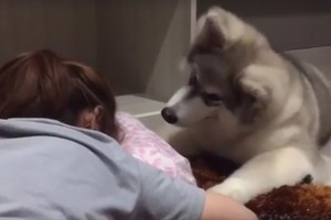 Šuniuko reakcija į verkiančią merginą nepaliks abejingų