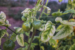 Puoselėjate, rūpinatės pomidorais, o jie vis vien vysta?