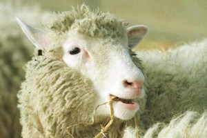 Avelės Dolly palikimas: ar valgome klonuotų gyvulių mėsą?