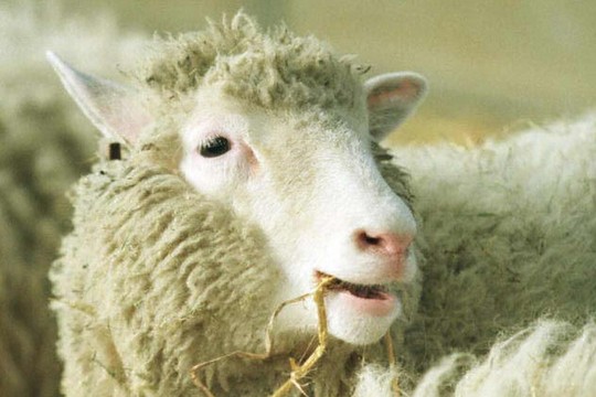 Avelės Dolly palikimas: ar valgome klonuotų gyvulių mėsą?