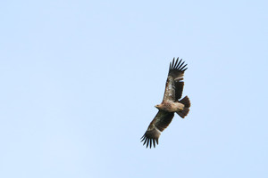 Lietuvoje pirmą kartą nufotografuotas itin retas paukštis