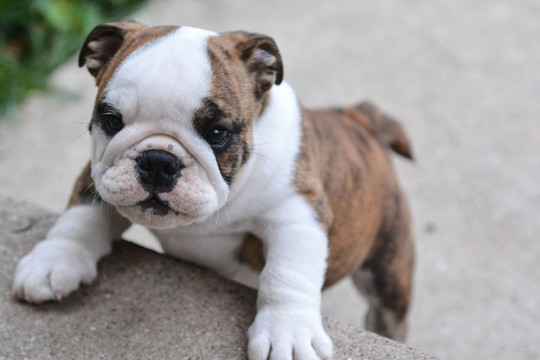 Veislinius šuniukus perkantiems – gyvūnų daugintojų pinklės