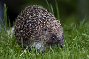 Įsiutęs ežys lengvai savo gūžtos neužleido: puolė žmones
