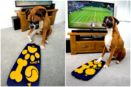 Jūsų šuo mėgsta žiūrėti televizorių? Šis išradimas jam patiks
