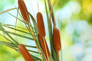 13 dalykų, kurių verčiau nelaikyti savo namuose