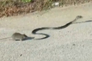 Kvapą gniaužianti žiurkės ir gyvatės kova baigėsi netikėtai