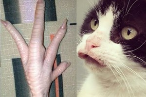 Privers aiktelėti: to savo gyvenime jūs dar tikrai nematėte