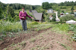 Šernai įžūlėja – knisa prie pat namų