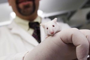 Trijų tėvų genai pailgino pelių gyvenimo trukmę