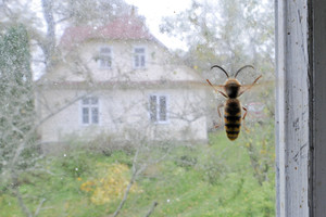 Širšės susuko lizdą jūsų namuose?