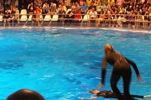 Nufilmavo nelaimę delfinariume: nejudantį vyrą išgelbėjo kolegos