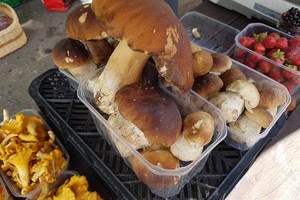 Pirmieji baravykai: kaina verčia iš koto