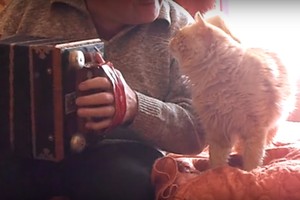 Šeimininkas užgrojo savo katinui. Štai kaip sureagavo gyvūnas