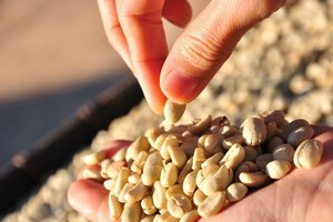 Pasaulis pamišo dėl kavos, vadinamos kilogramų žudike